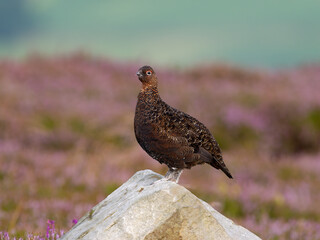 Red grouse, Lagopus lagopus scotica