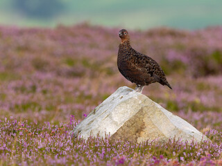 Red grouse, Lagopus lagopus scotica