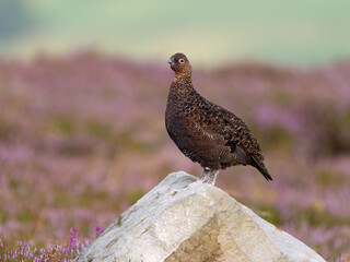 Red grouse, Lagopus lagopus scotica