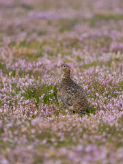 Red grouse, Lagopus lagopus scotica