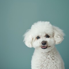 Cute and joyful Bichon Frise, ideal for animal banner with ample copy space.