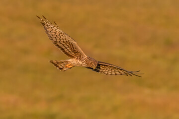 Northern harrier hunting over a field in Saskatchewan