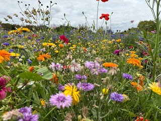 British wild flowers growing in a farm field