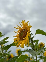 sunflower and bee
