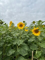 field of sunflowers