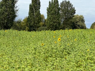 Field of sunflowers