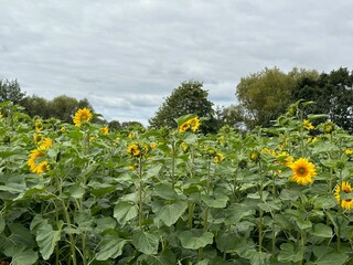 field of sunflowers