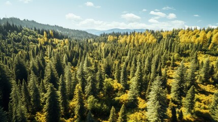Aerial View of a Lush Forest in Autumn