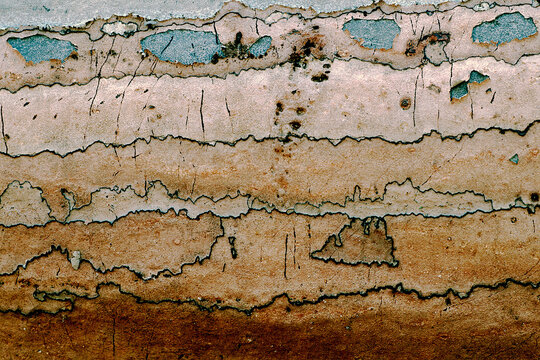 Tree trunk with alternating zones of brown to rose-beige fungi with contrasting shapes of a blue pigmented fungi under peeling bark.. Zones outlined in black . Beautiful phenomenon of spalted wood.