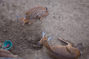 Spotted deer in the zoo . Curious juvenile spotted deer . Spotted deer are walking in the clearing . Spotted deer look up at the visitor in the zoo.
