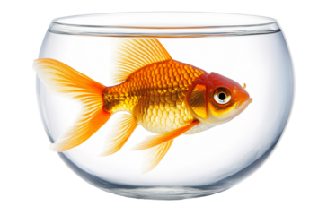 a goldfish in a bowl
