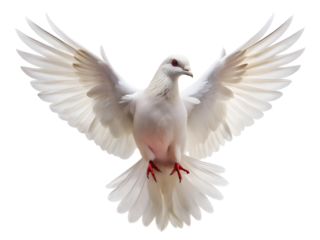 The white pigeon is spreading its wings and flyingisolated on transparent background