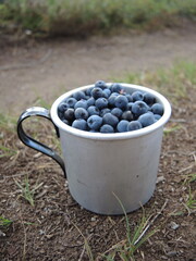 Cup of ripe and fresh berries