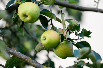 Reife Äpfel die an den Zweigen eines Apfelbaumes hängen