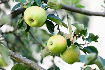 Reife Äpfel die an den Zweigen eines Apfelbaumes hängen