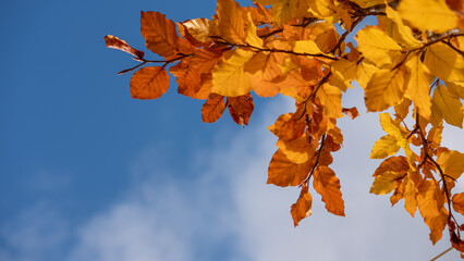 Autumn golden leaves against blue sky
