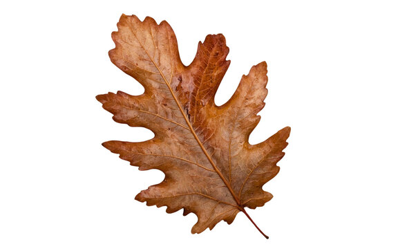 Autumn dry oak leaf isolated on transparent background