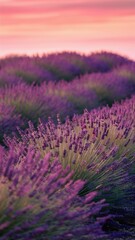 Obraz premium Close-up of vibrant lavender fields under a colorful sunset sky