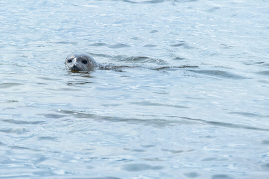 Young harbour seal swimming in the North Sea, Ytri Tunga Beach, Snaefellsnes Peninsula, Iceland