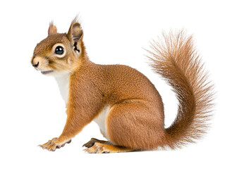 Obraz premium a squirrel with a fluffy tail