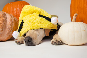 Portrait of a yellow labrador retriever wearing  a bee costume lying on the floor amongst pumpkins