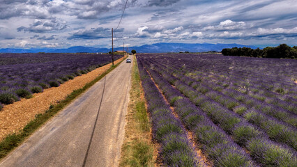 Car driving along a straight road between lavender fields in summer, Valensole, Alpes-de-Haute-Provence, Provence-Alpes-Cote d'Azur, France