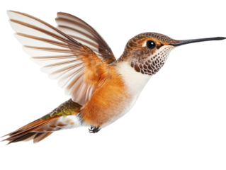 a bird flying in the air