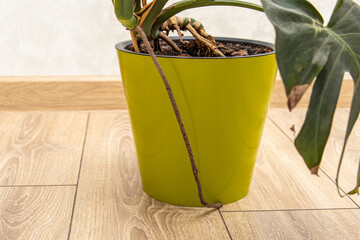 Aerial root of the monstera. Growing monsters at home in pot. The external root system © Svetlana