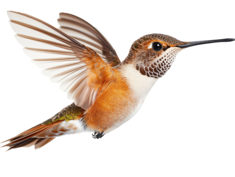 a bird flying in the air