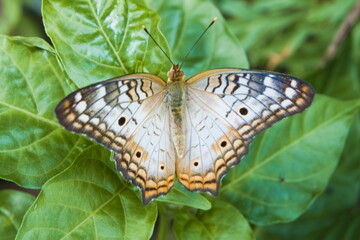 Macro butterfly nature white, wing full colors 