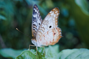 the best butterfly nature macro 