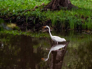 White heron opened its beak. Herons in the wild.
