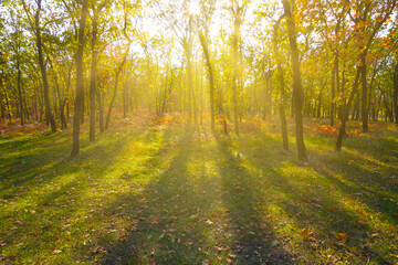 Fototapeta premium autumn forest glade in light of low sun, peacefull seasonal outdoor forest scene
