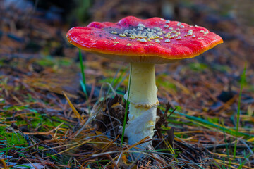 closeup red flyagaric mushroom in autumn forest