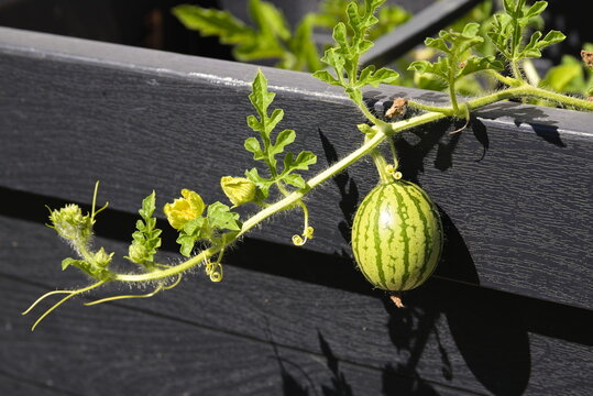 Wassermelone im Wachsen - kleine Frucht im Hochbeet