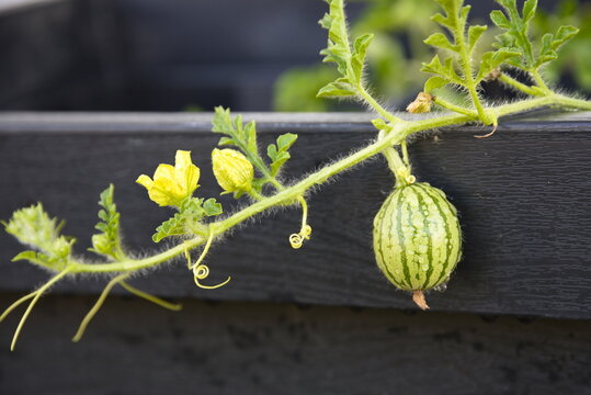 Kleine Wassermelone w&auml;chst im Hochbeet - Gem&uuml;se