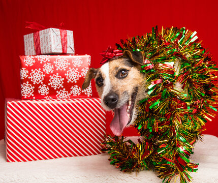 Portrait of a jack russell terrier wrapped in multi coloured tinsel sitting next to a stack of wrapped Christmas gifts