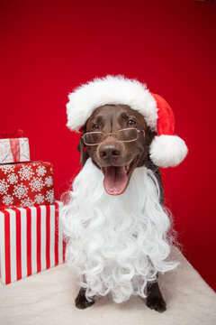 Portrait of a chocolate labrador retriever dressed as santa claus sitting next to a stack of wrapped Christmas gifts