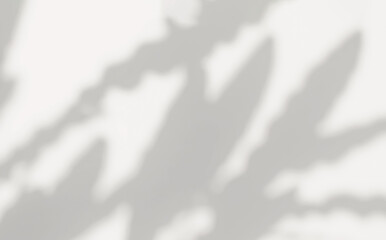 Obraz premium Abstract silhouette shadow white background of natural leaves tree branch falling on wall. Transparent blurry shadow leaf in morning sun light. Copy space for text.