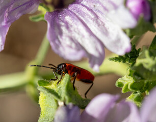 red bug on a flower
