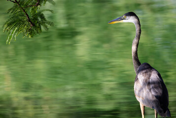 Moody shadows and soft bokeh grace Great Blue Heron against impressionistic water background