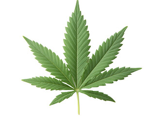 a green leaf on a white surface