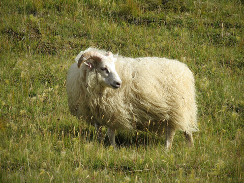 Single Icelandic sheep on green grass in the wind
