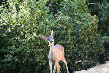 deer in the woods