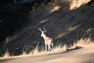 deer in the woods