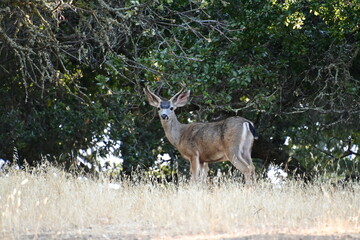 deer in the woods