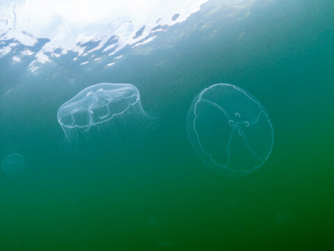 A pair of moon jellyfish (Aurelia sp), in Jellyfish Lake, located on Eil Malk island, Rock Islands, Palau, Micronesia, Pacific