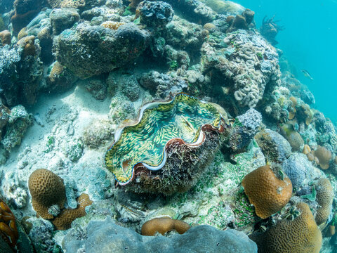 A giant clam along with a myriad of hard and soft corals compete for space on the substrate of Darwin's Wall, Palau, Micronesia, Pacific