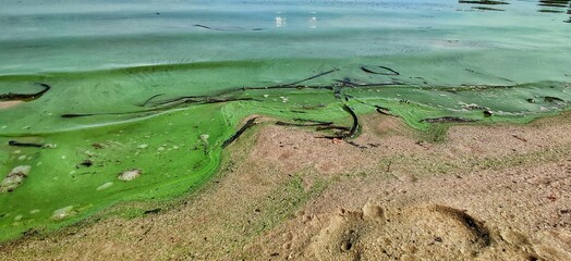 Water pollution by blooming blue green algae - is world environmental problem. Water bodies, rivers and lakes with algal blooms. Ecology, polluted nature.