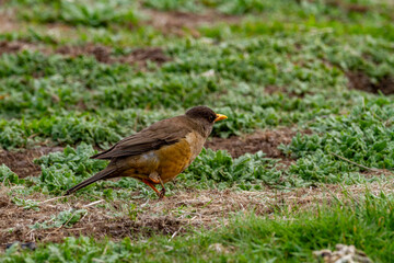 Adult austral thrush (Turdus falklandii falklandii), with cleanly broken right leg on Carcass Island in the Falkland Islands